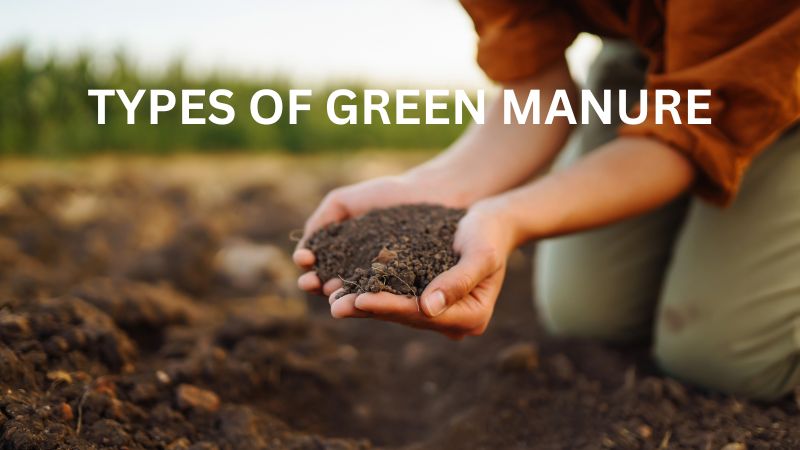 TYPES OF GREEN MANURE